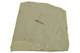 Fossil Cranefly (Tipulidae) - Green River Formation, Colorado #286414-1